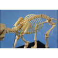 Modelo de esqueleto do cão do produto animal para a venda